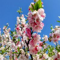 サクラソウ,ハナモモ,ハナモモ,プリムラ マラコイデス,花桃の画像