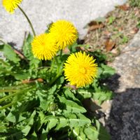 タンポポの画像