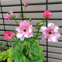 ノースポール,ラナンキュラス,ラベンダー,ゴールデンクラッカー,クリソセファラムの画像