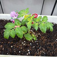 ミニトマト,あまたん,KAGOMEあまたん,PR,KAGOMEの画像