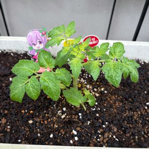 ミニトマト,あまたん,KAGOMEあまたん,PR,KAGOMEの画像