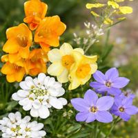 ハナニラ,アリッサム,スイセン,フリージア,葉牡丹の画像