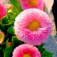 オーブリエチア,ネモフィラ,プリムラ,デージー  タッソ  ストロベリークリーム,八重咲きプリムラ•シンデレラの画像