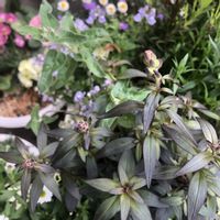 サザンクロス,オキシペタラム ブルースター,オキシペタラム,ベランダガーデニング,ベランダの画像