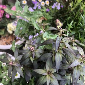 サザンクロス,オキシペタラム ブルースター,オキシペタラム,ベランダガーデニング,ベランダの画像