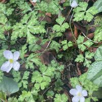 ニリンソウ,キバナカタクリ,花のある暮らし,GSアダルトチーム,チーム岐阜の画像