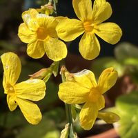 レンギョウ,おうばい（黄梅）,うちの庭,真っ黄色,黄色のお花の画像