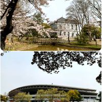 レンギョウ,お引越し,お散歩途中,岡山の画像