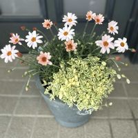 ローダンセマム　アプリコットジャム,シレネユニフローラ,寄せ植え,花壇,自己流ガーデニングの画像