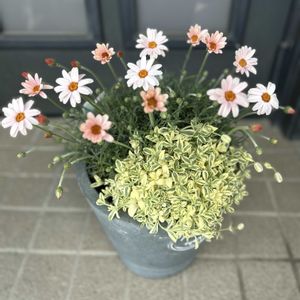 ローダンセマム　アプリコットジャム,シレネユニフローラ,寄せ植え,花壇,自己流ガーデニングの画像