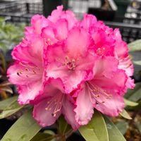 シャクナゲ,花のある暮らし,緑のある暮らし,季節の変わり目の画像