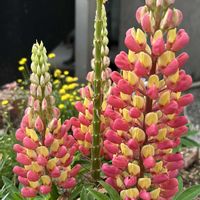 ルピナスの画像