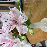 アルストロメリアの画像