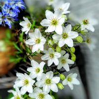 チオノドクサ,チオノドクサ,ツルニチニチソウ,ツルニチニチソウ,ノースポールの画像