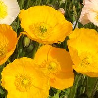 ガザニア,チューリップ,チューリップ,ビオラ,ビオラの画像