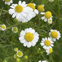 カモミール,キク科,犬の散歩,散歩道の花の画像
