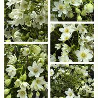 クレマチス,コニファー,クレマチス  カートマニージョー,白い花,花のある暮らしの画像