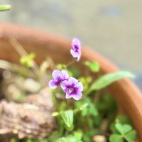 スミレ,鉢植え,ベランダの画像