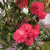 ボロニア,石楠花,日本橋三越の画像