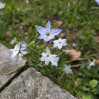 ハナニラの画像