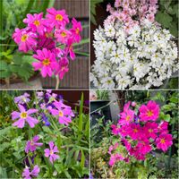 シバザクラ,鉢植え,地植え,こぼれ種,可愛らしいの画像