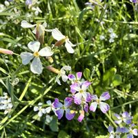 ハマダイコン,道端の草花,花言葉,花いろいろ,川沿い散歩の画像