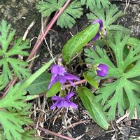 トリカブトの画像