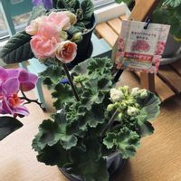 ゼラニウム,八重咲きゼラニウム,ゼラニウム　ロザリア,ゼラニウム　ロザリア,八重咲きゼラニウム ロザリアの画像