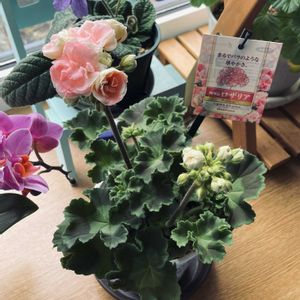 ゼラニウム,八重咲きゼラニウム,ゼラニウム　ロザリア,ゼラニウム　ロザリア,八重咲きゼラニウム ロザリアの画像