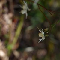 イカリソウ,京都,京都府立植物園,一眼レフの画像