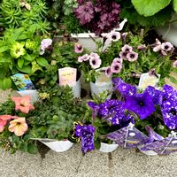 ペチュニア,ペチュニア 花衣 黒真珠,ペチュニア ヴァンサンカン,ペチュニア　レイ　ピスタチオクリーム,ハイブリットペチュニア スプラッシュダンス ボレロブルーの画像