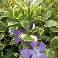 ツルニチニチソウ,庭の画像