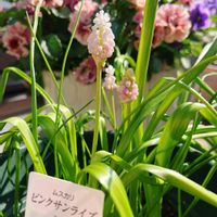 ムスカリ,ムスカリ,ビオラ,ムスカリ　ピンクサンライズ,ベランダガーデンの画像