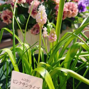 ムスカリ,ムスカリ,ビオラ,ムスカリ　ピンクサンライズ,ベランダガーデンの画像