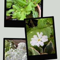 今日のお花,超古民家と庭,里地里山,おうち園芸,I♡Chibaの画像