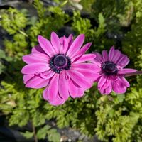 アネモネの画像