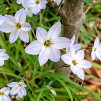 ハナニラ,小さな庭の画像