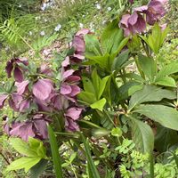 ハナニラ,クリスマスローズ,スズラン,ボケ,ユキノシタの画像