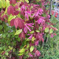 ベニバナトキワマンサクの画像