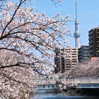 ガジュマル,胡蝶蘭,デンドロビューム,アボカド鉢植え,さくら サクラ 桜の画像