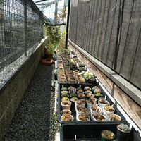 ハオルチアの画像