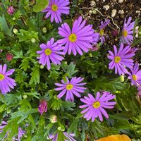 ブラキカムの画像