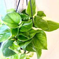 ポトス,サトイモ科,ポトス AWドリーム,ポトス AWドリーム,観葉植物の画像