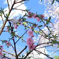 花桃,ソメイヨシノ(染井吉野）,地植え,我が家の畑,かわいい花の画像