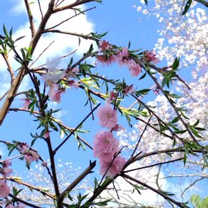 花桃,ソメイヨシノ(染井吉野）,地植え,我が家の畑,かわいい花の画像