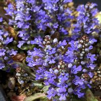 アジュガ,アジュガ チョコレートチップ,鉢植え,復活しました♡,ちっちゃ可愛い♡の画像