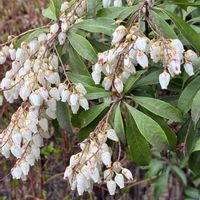 アセビ,お出かけ先の画像