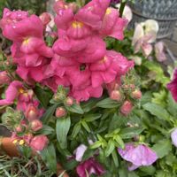 ビオラ,金魚草の画像