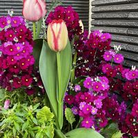 寄せ植え,花いっぱい！,ありがとう♡,癒しパワー,小さな庭の画像