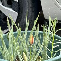 シバザクラ,シバザクラ,原種チューリップ,原種チューリップ,原種チューリップの画像